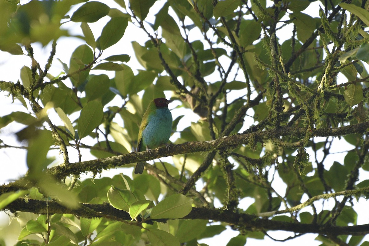 Tangara Cabecibaya - ML647727334