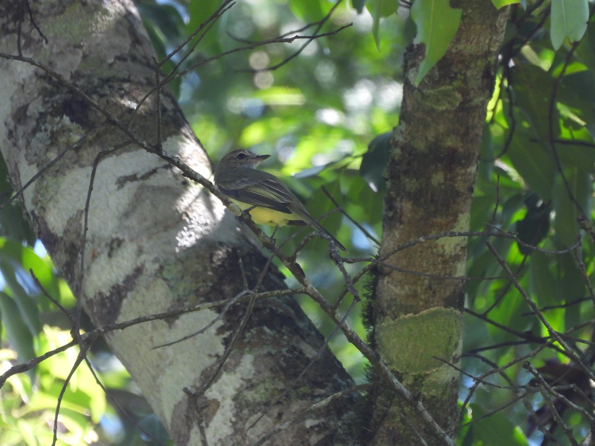 Greenish Elaenia - ML647727337