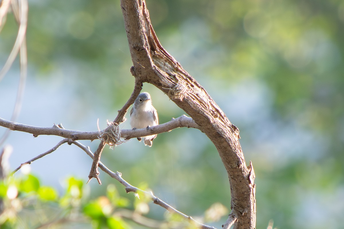 Голубая комароловка - ML647727340