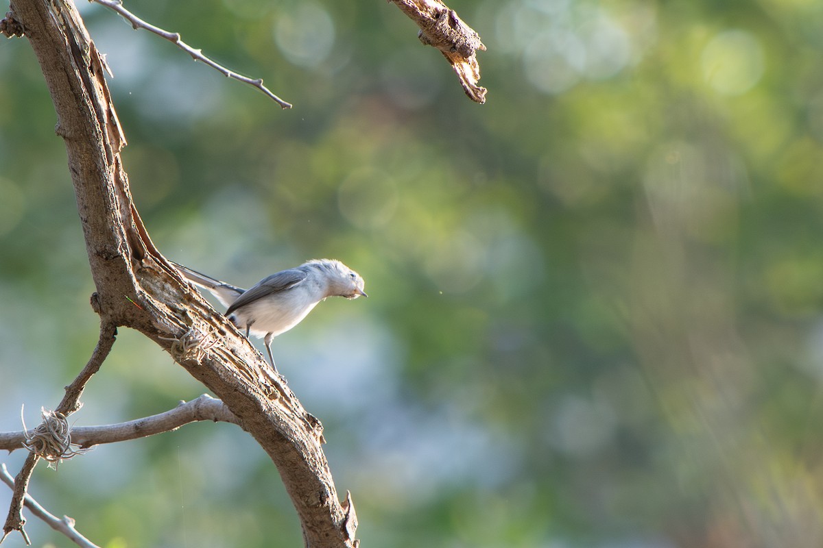 Голубая комароловка - ML647727341