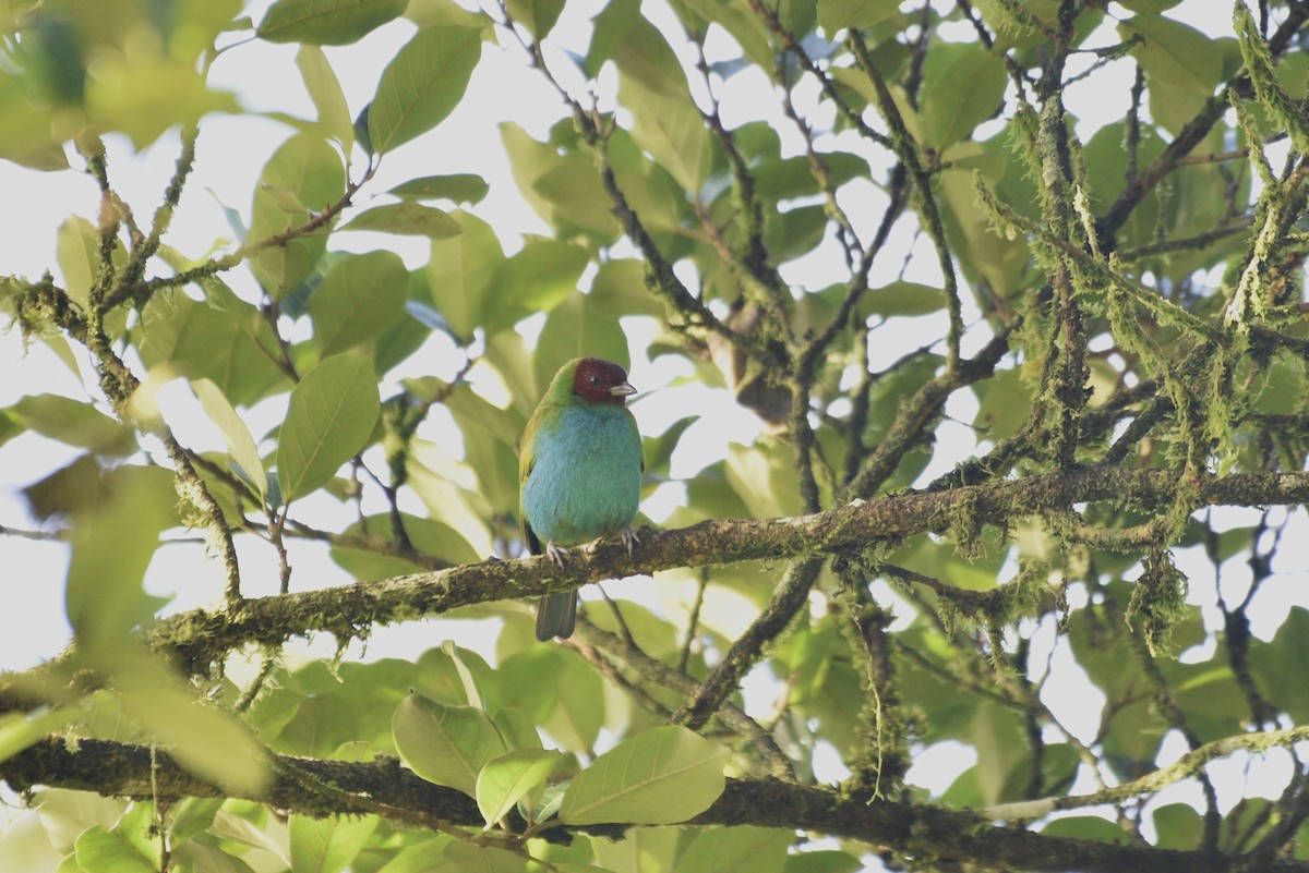 Tangara Cabecibaya - ML647727352