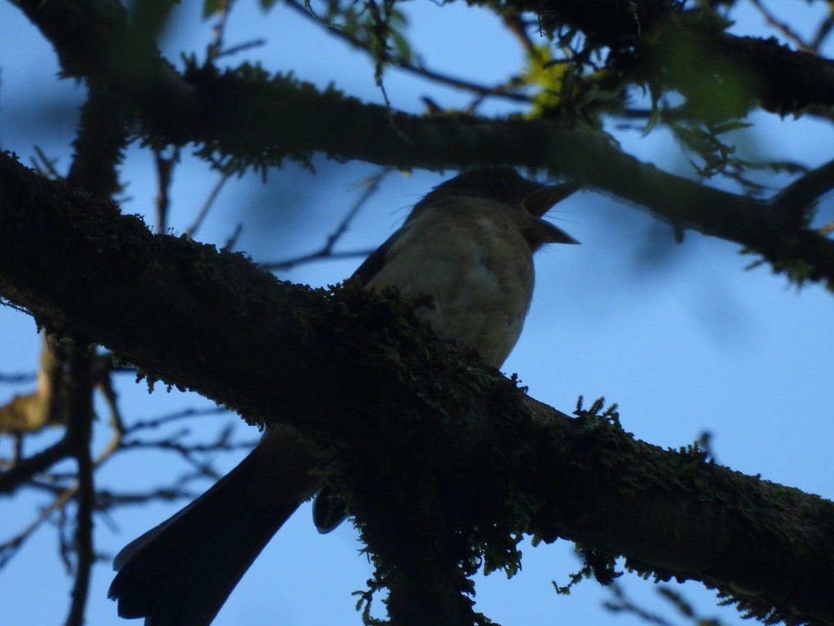 Black-goggled Tanager - ML647727353