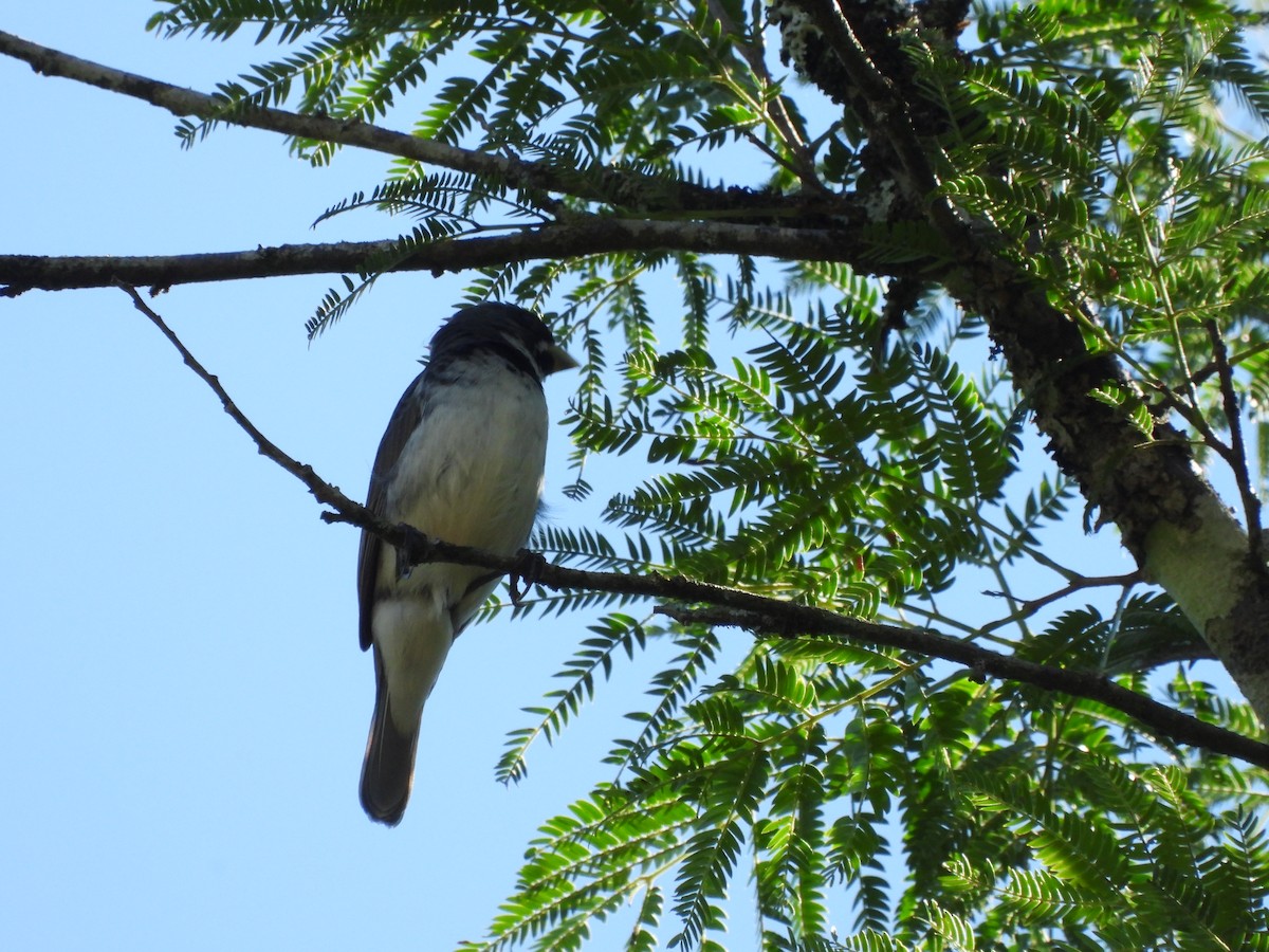 Double-collared Seedeater - ML647727379