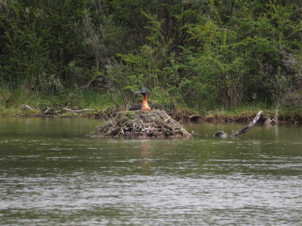 Grand Grèbe - ML647727380