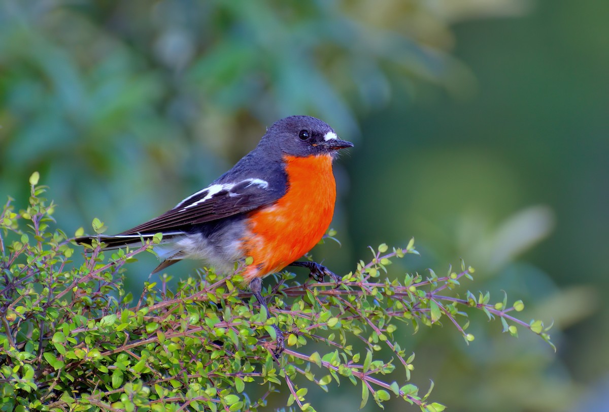 flammeflueskvett - ML647727382