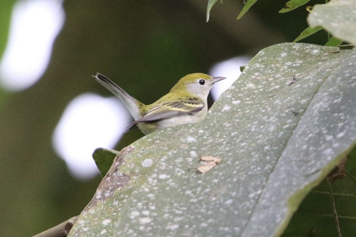 Chestnut-sided Warbler - ML647727383