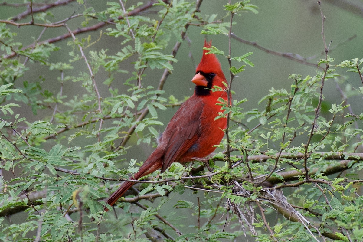 Northern Cardinal - ML647727384