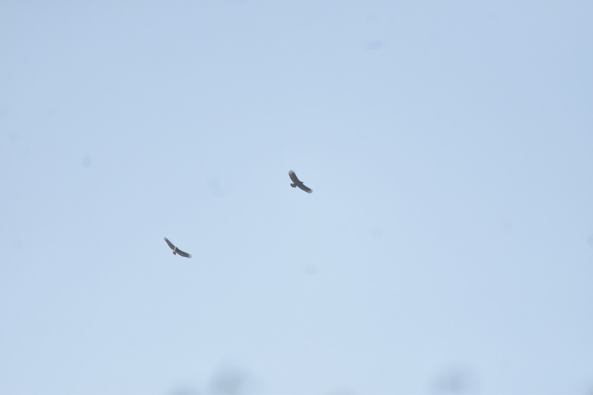 Crested Serpent-Eagle - ML647727392