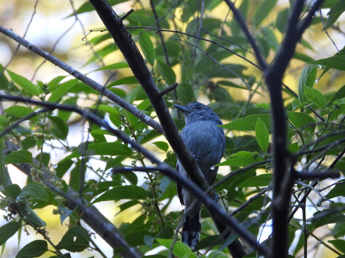 Variable Antshrike - ML647727400