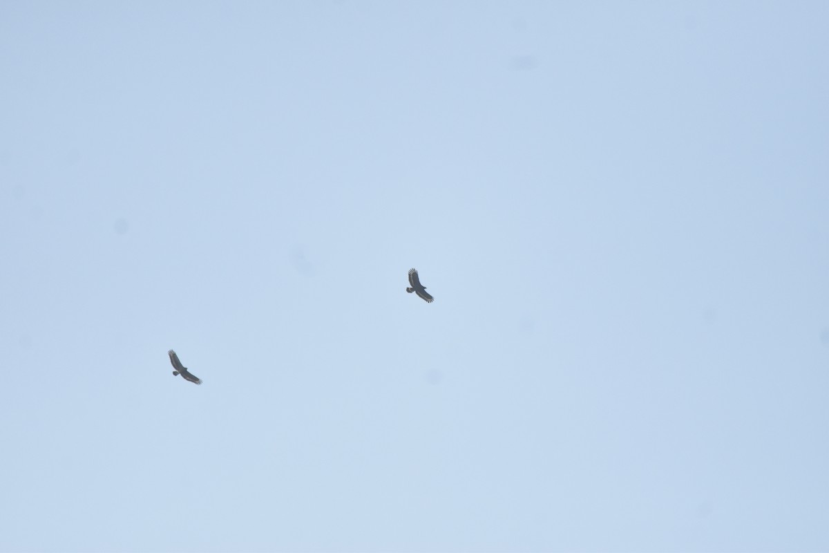 Crested Serpent-Eagle - ML647727406