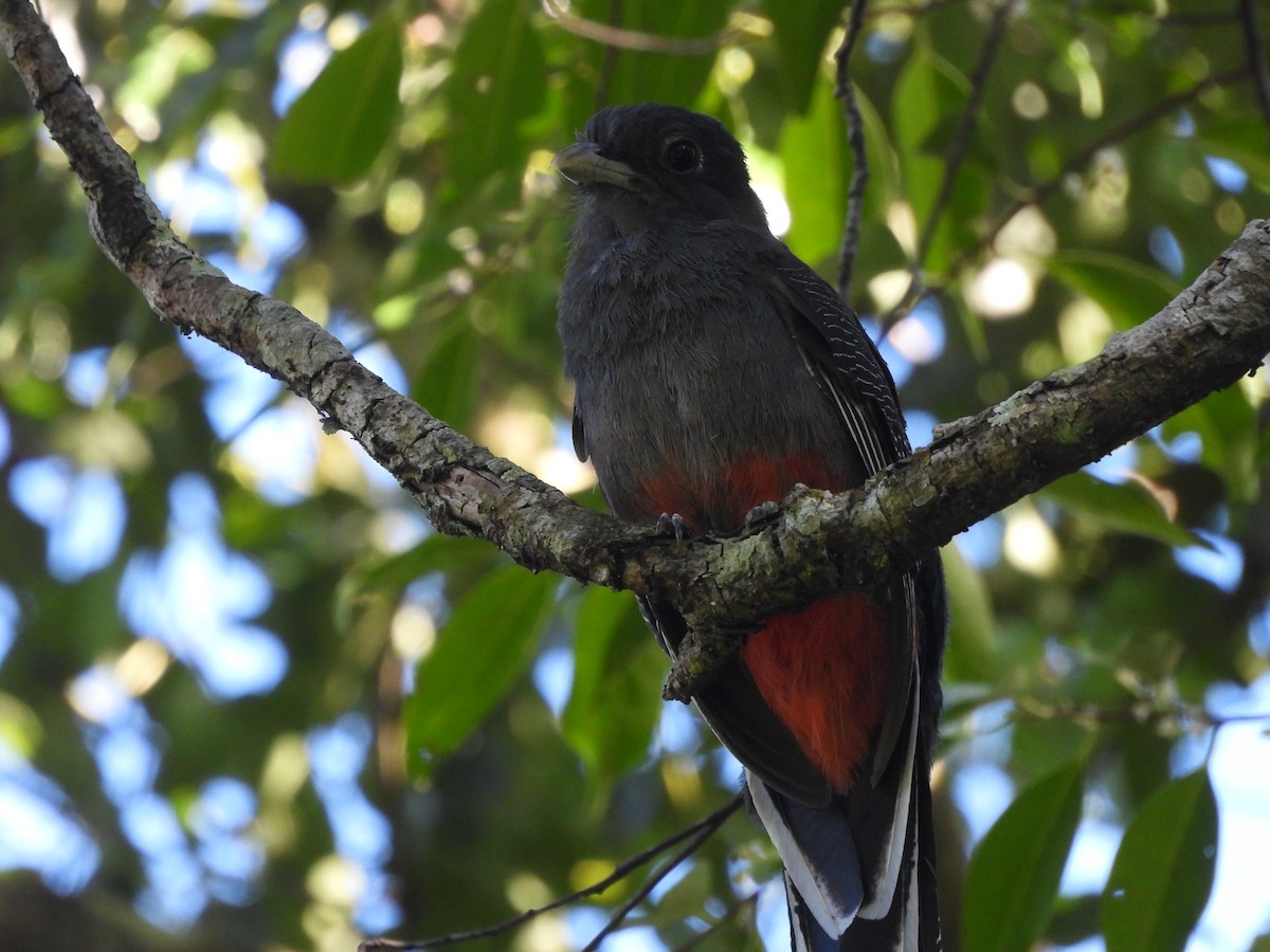 Surucua Trogon - ML647727410