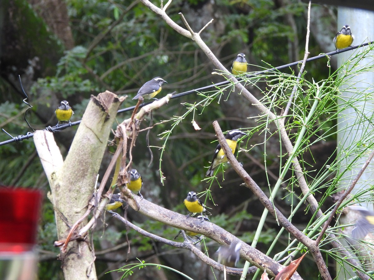 Bananaquit - ML647727421