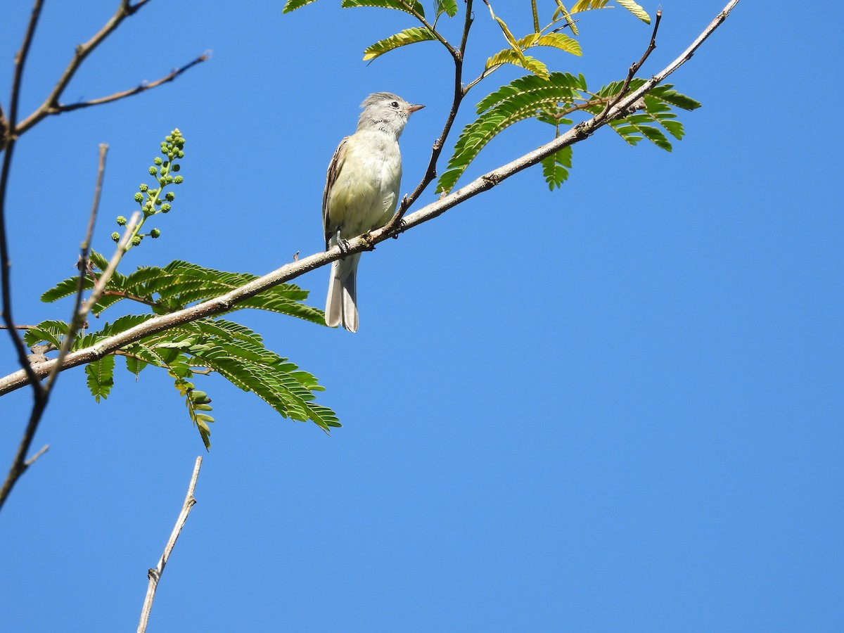 Southern Beardless-Tyrannulet - ML647727426