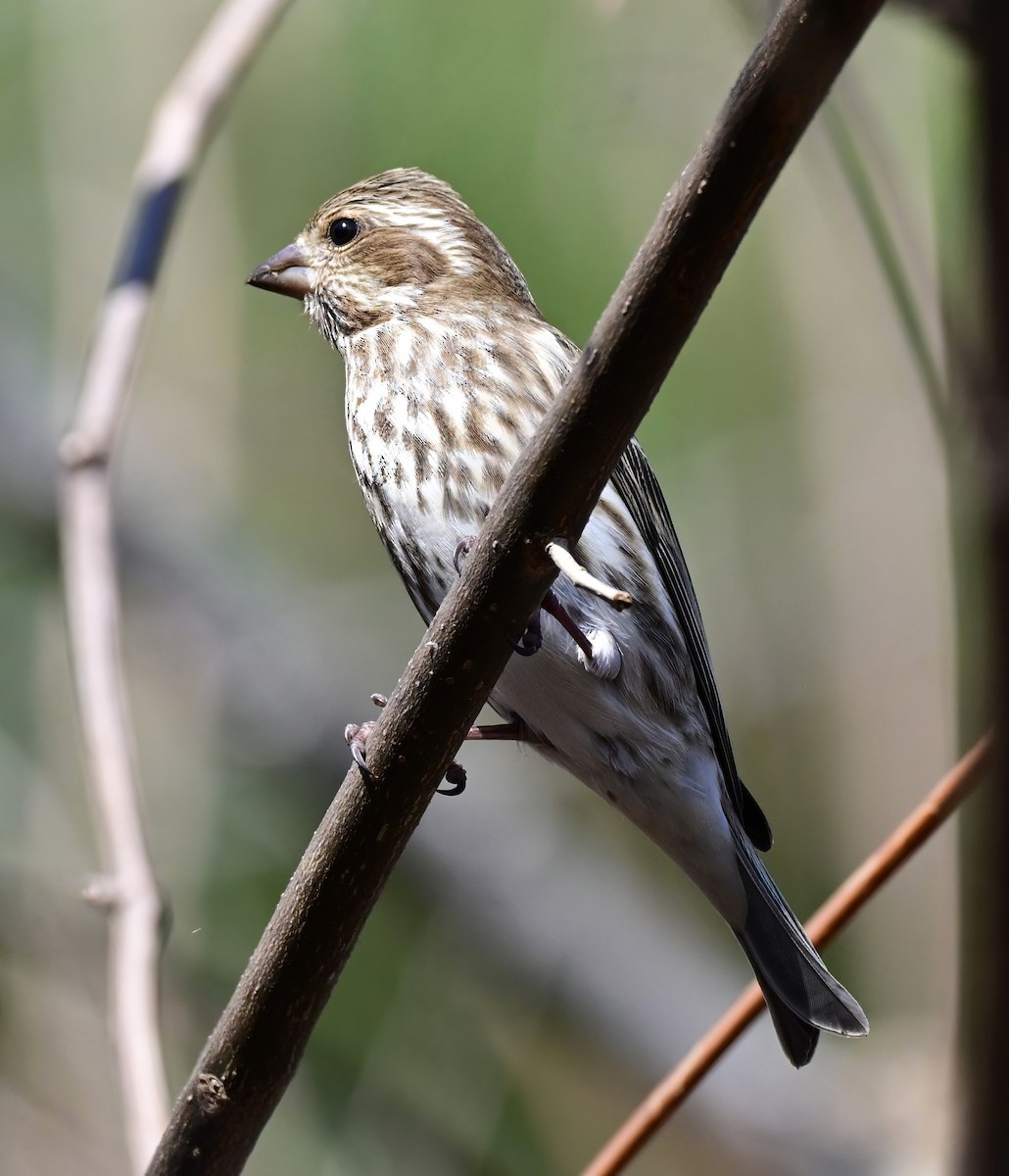 Purple Finch - ML647727487