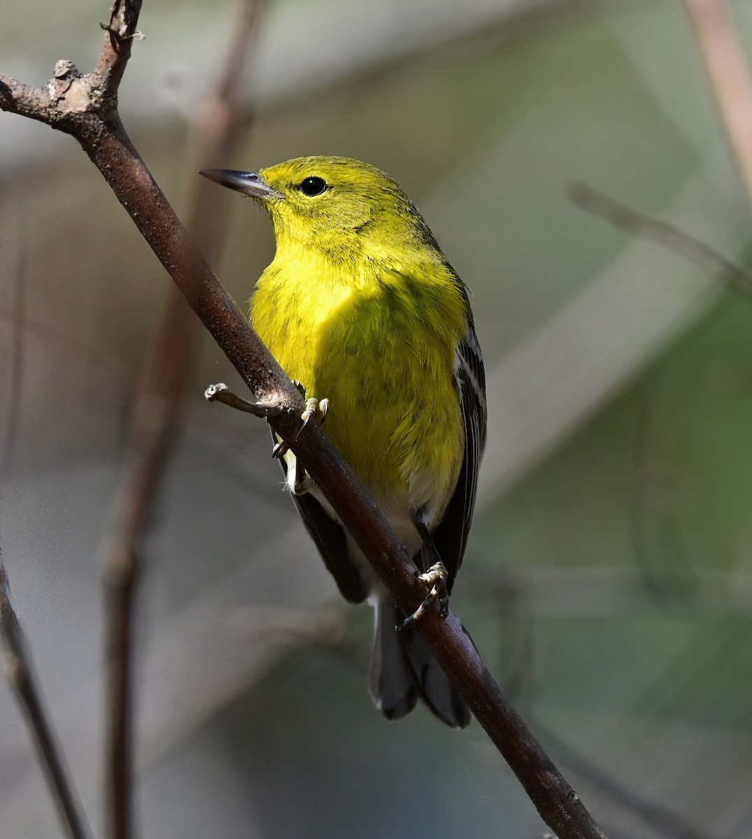 マツアメリカムシクイ - ML647727513