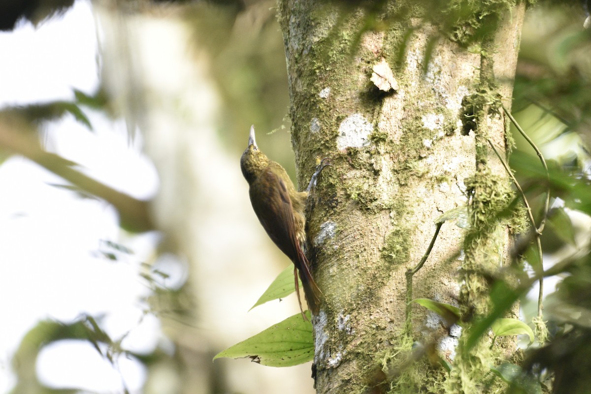 Spotted Woodcreeper - ML647727514