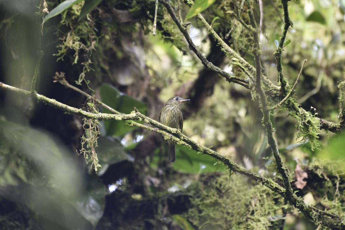 Olive-striped Flycatcher - ML647727527