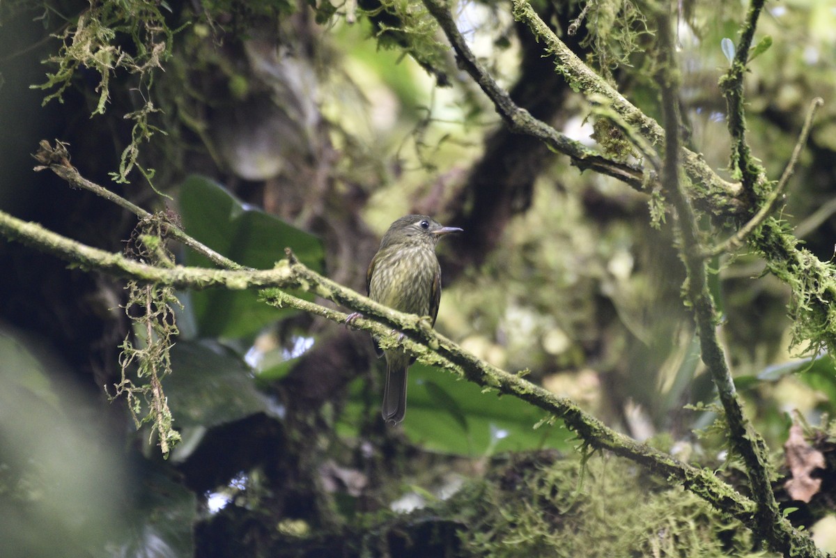 Olive-striped Flycatcher - ML647727544
