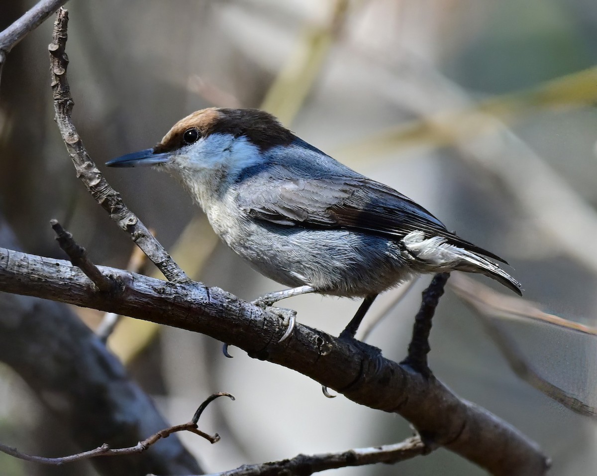 Sittelle à tête brune - ML647727547