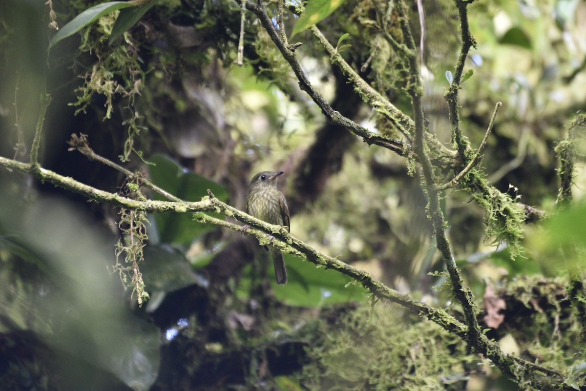 Olive-striped Flycatcher - ML647727554