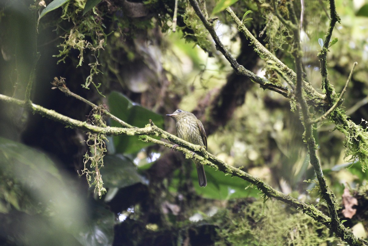 Olive-striped Flycatcher - ML647727580
