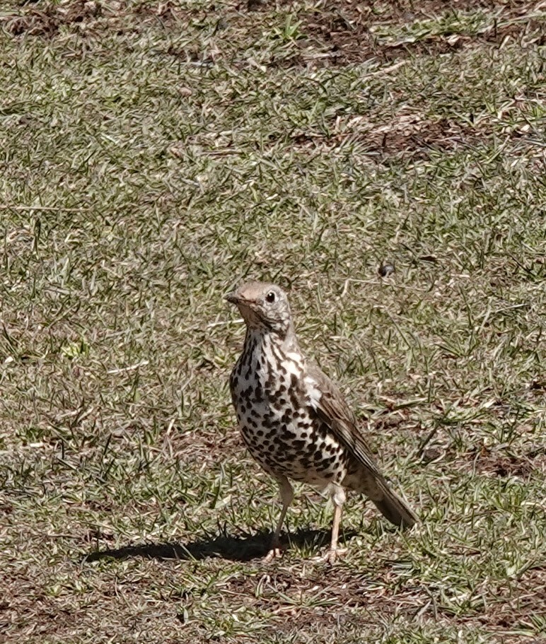 drozd brávník - ML647727594