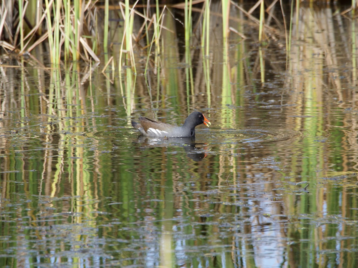 アメリカバン - ML647727605