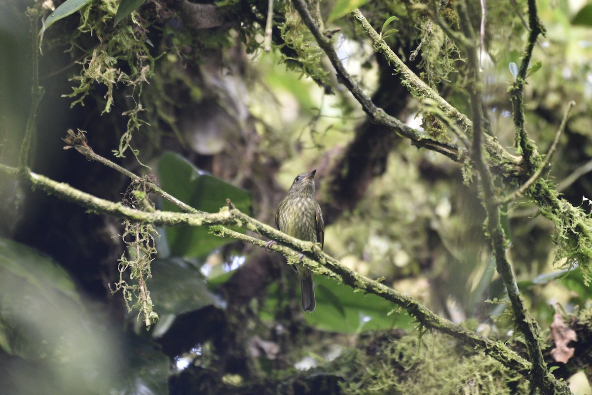 Olive-striped Flycatcher - ML647727615