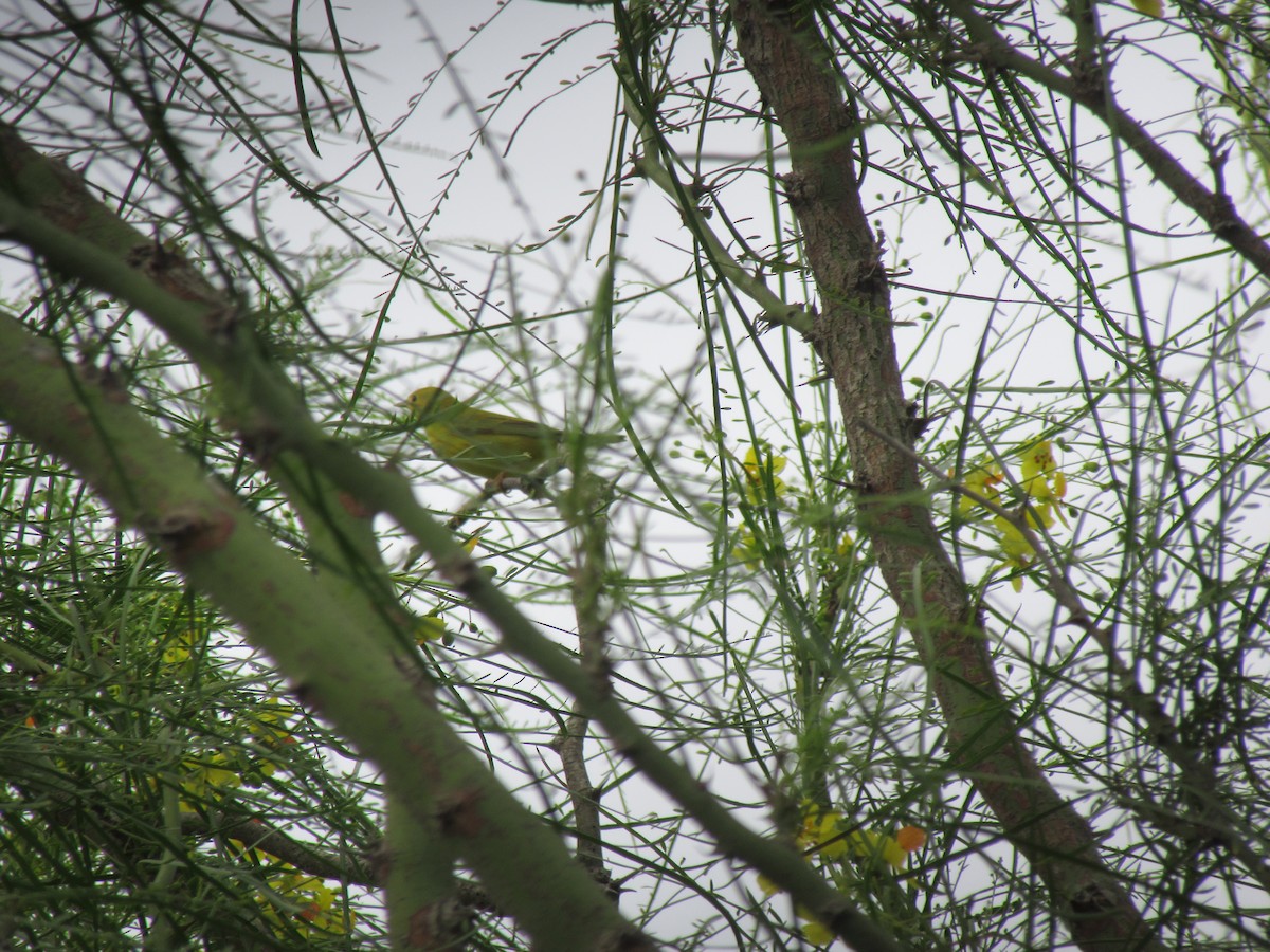 Northern Yellow Warbler - ML647727631