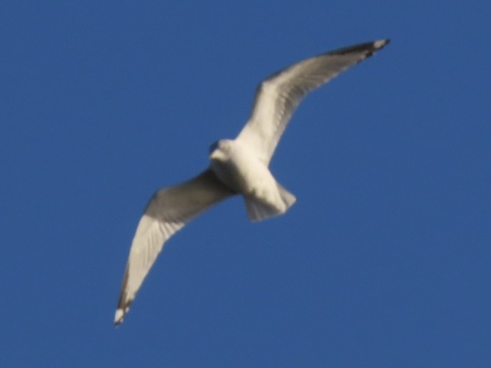 Black-legged Kittiwake - ML647727635