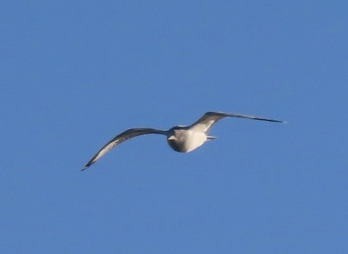 Black-legged Kittiwake - ML647727636
