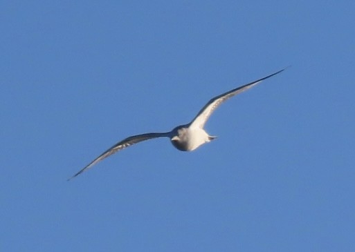 Black-legged Kittiwake - ML647727638