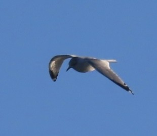 Black-legged Kittiwake - ML647727639