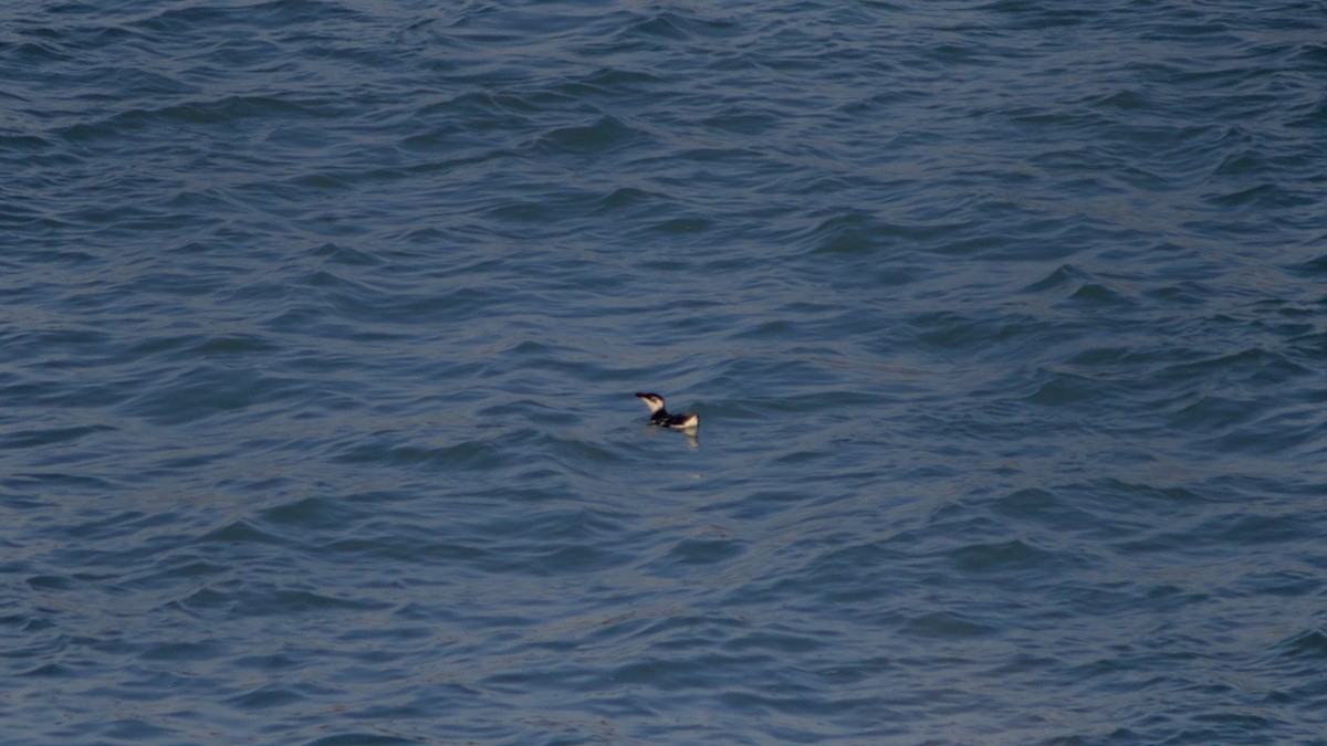 Petit Pingouin - ML647727660