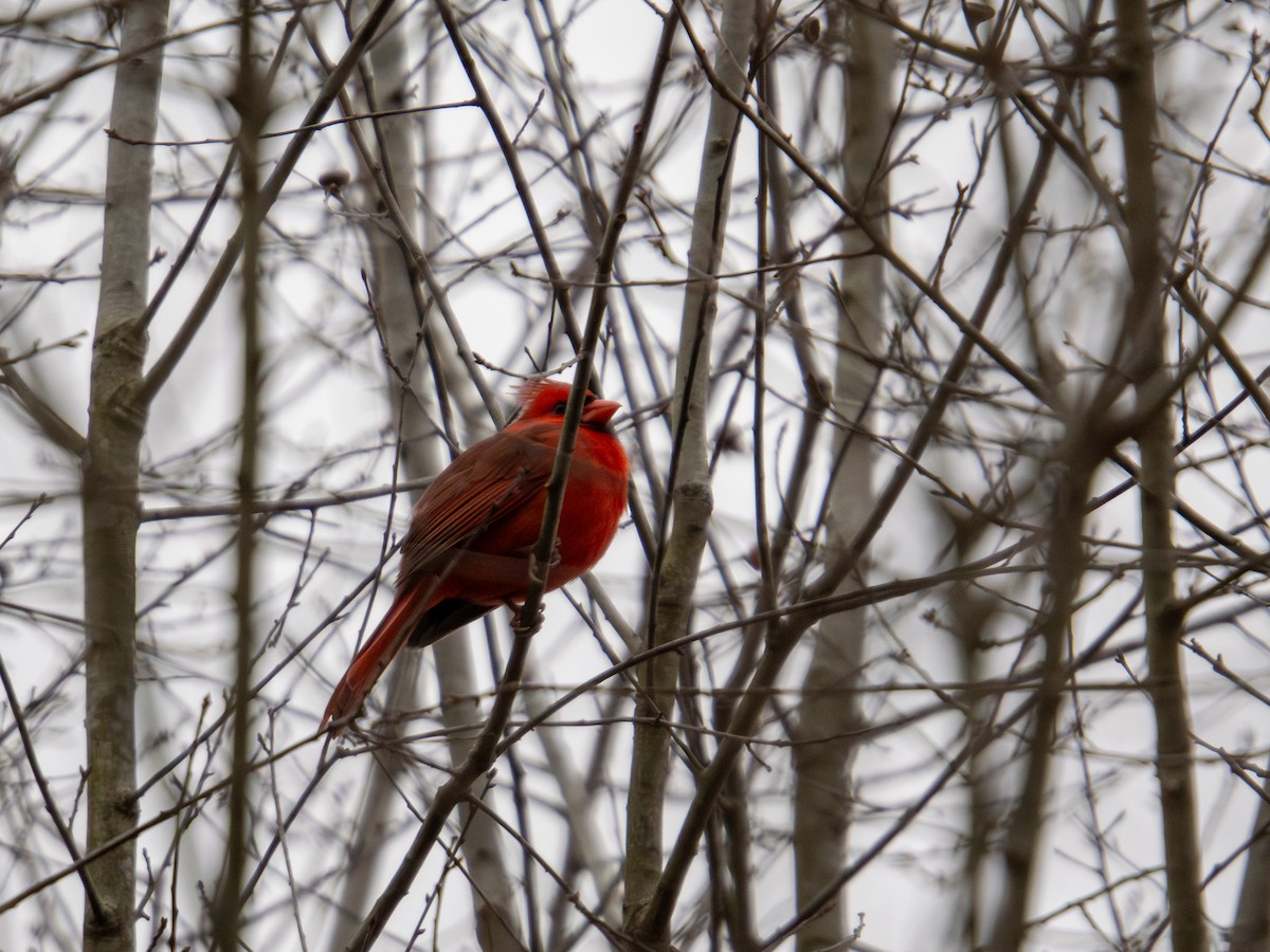 Northern Cardinal - ML647727695