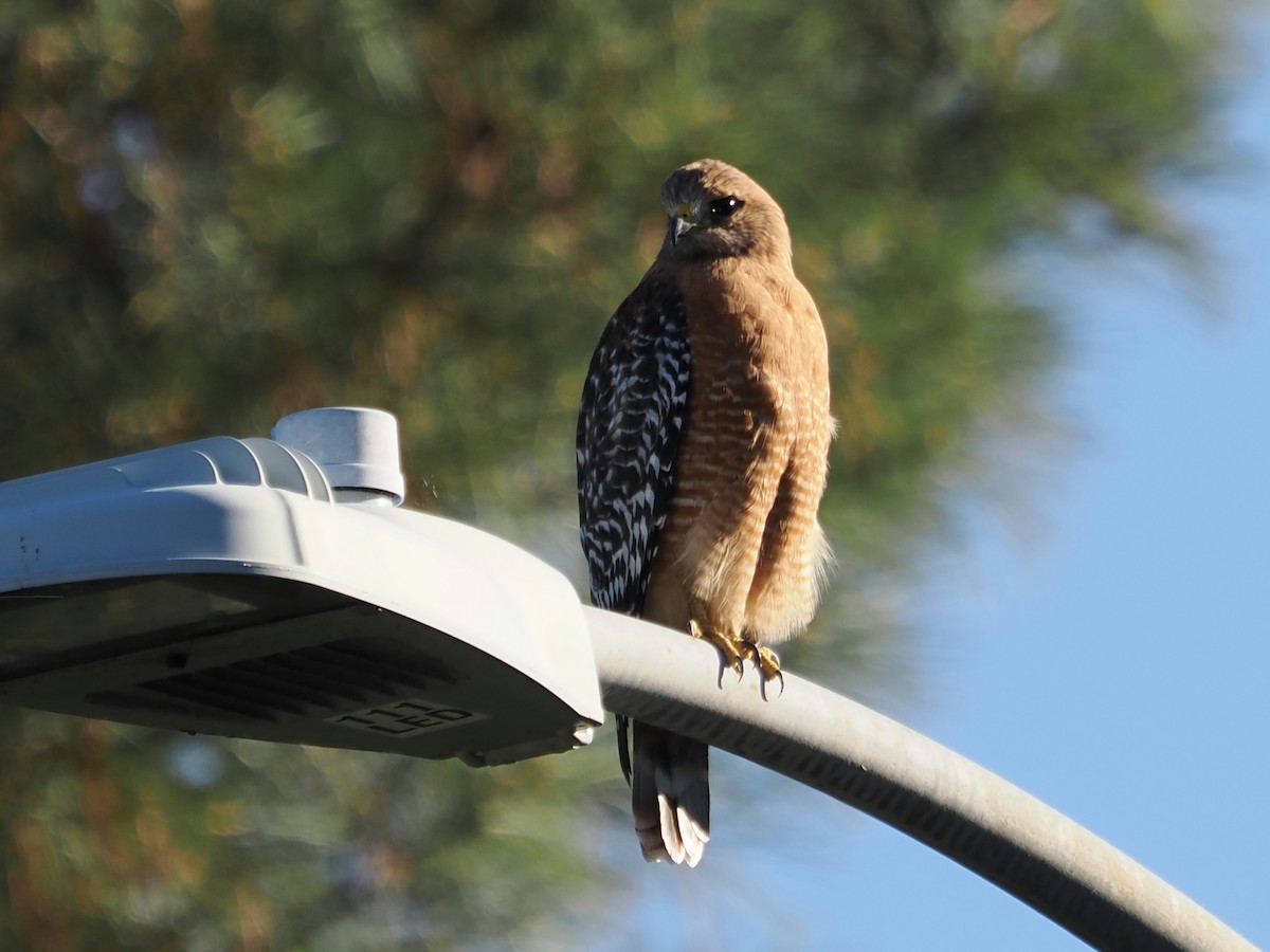 Buse à épaulettes (elegans) - ML647727702