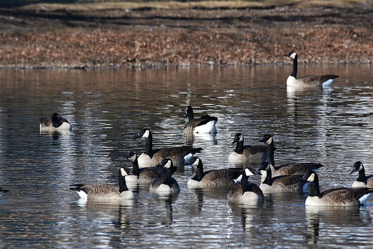Canada Goose - ML647727703