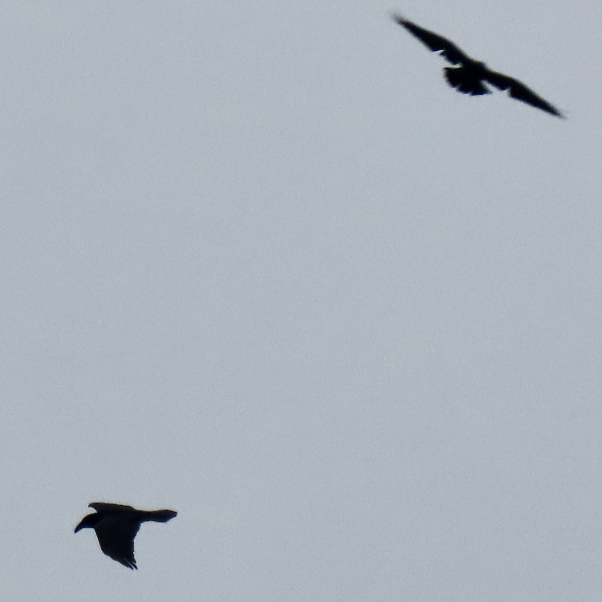 Common Raven - ML647727723