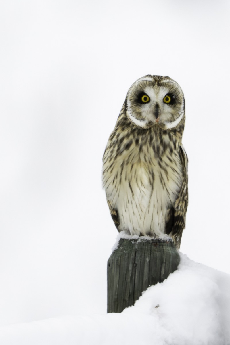 Болотная сова (flammeus) - ML647727734