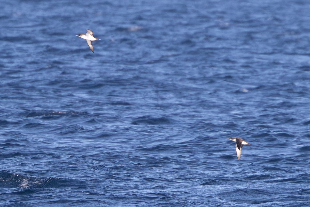 Puffin cul-noir - ML647727743