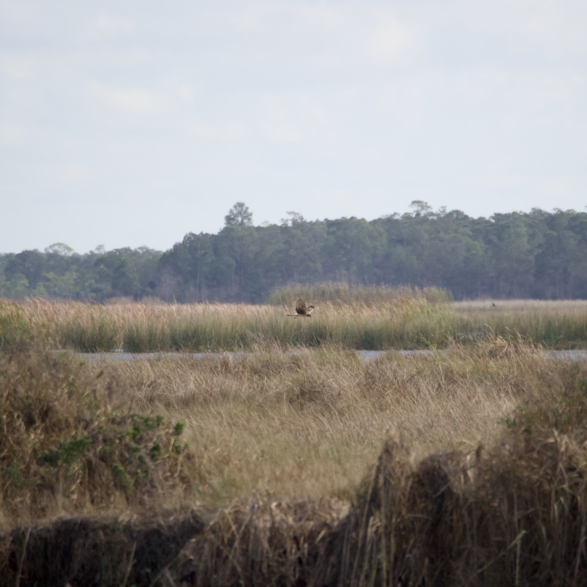 Busard des marais - ML647727746