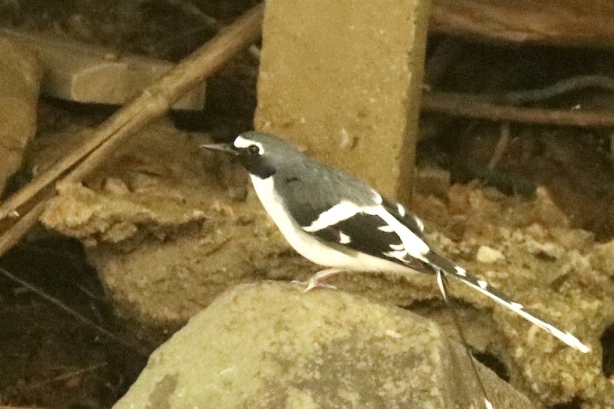 Énicure ardoisé - ML647727747