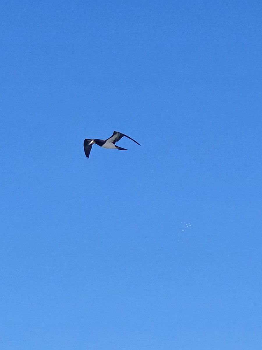 Fou brun - ML647727748