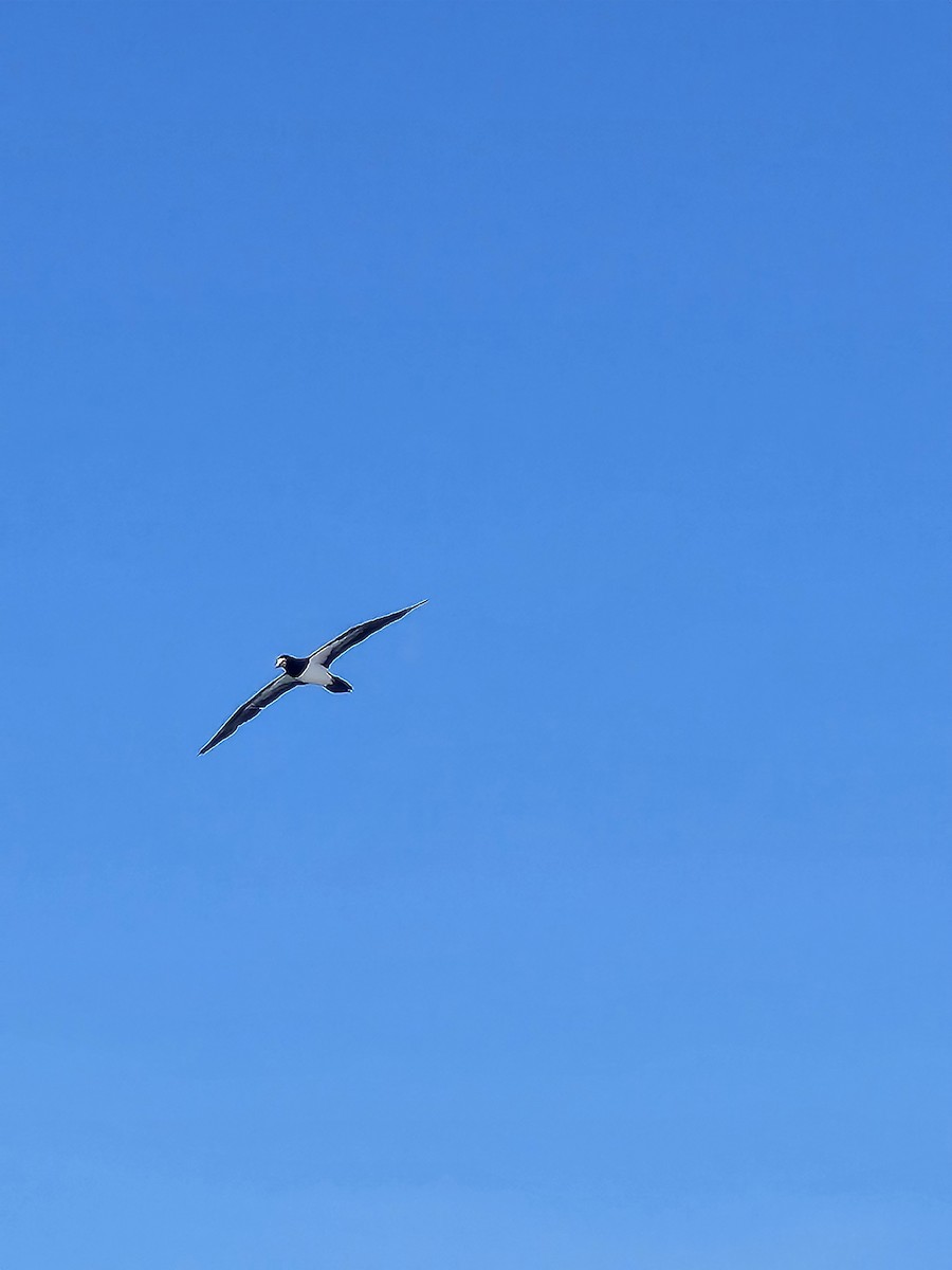 Fou brun - ML647727749