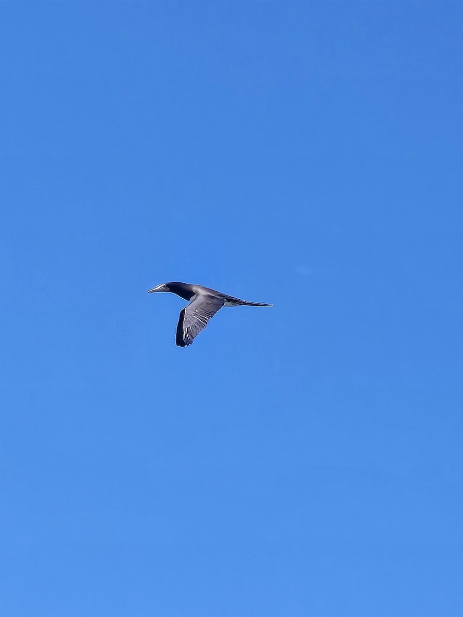 Fou brun - ML647727750