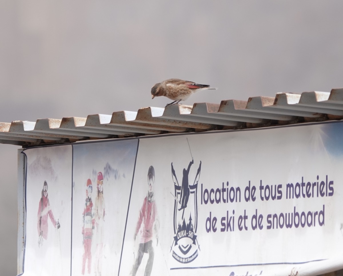 Roselin à ailes roses - ML647727751