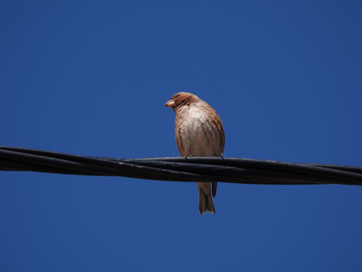 Roselin à ailes roses - ML647727752