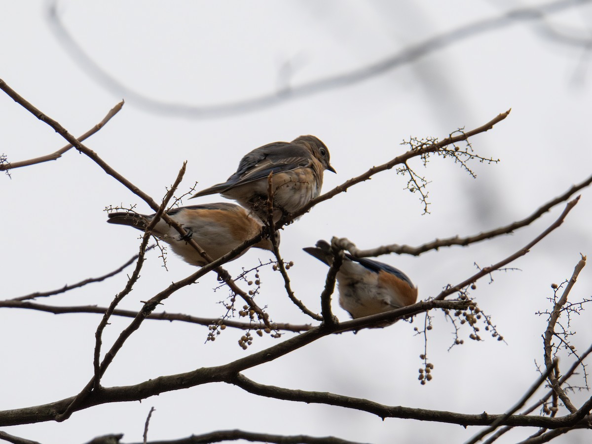 Merlebleu de l'Est - ML647727754