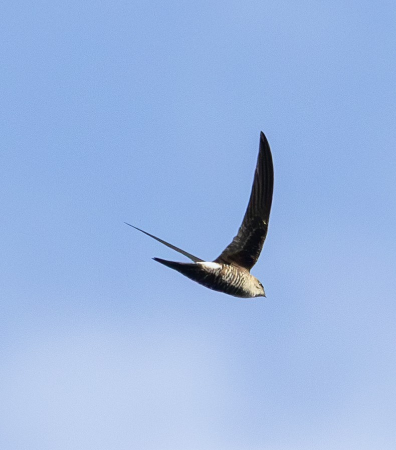 Martinet de Sibérie - ML647727755