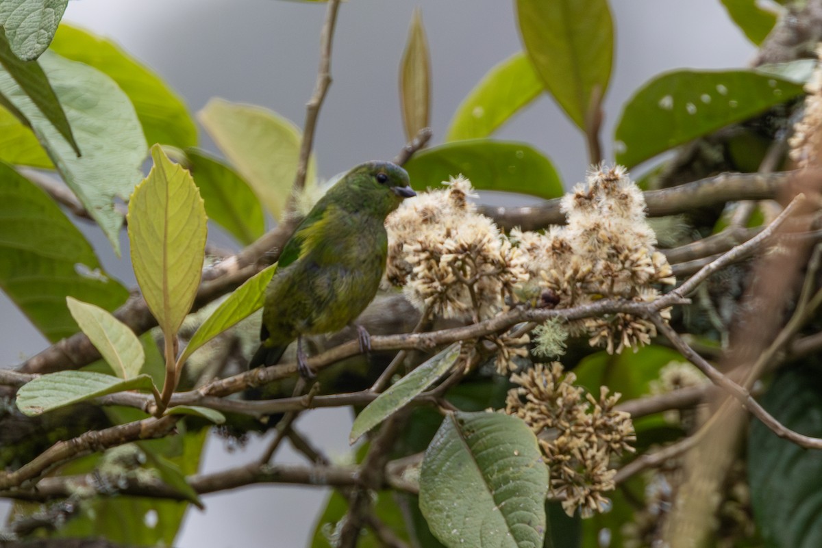 Organiste à ventre brun - ML647727756